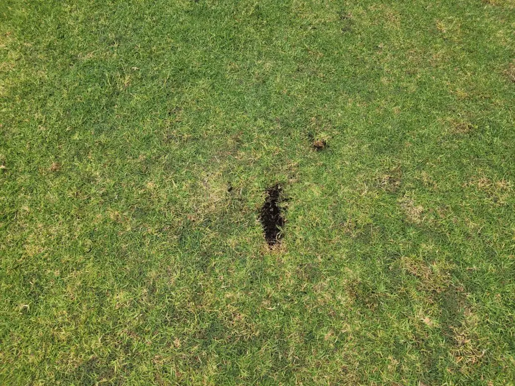 Golf divot pattern diagnosis — iron shot divot revealing swing path direction and attack angle for senior golfer